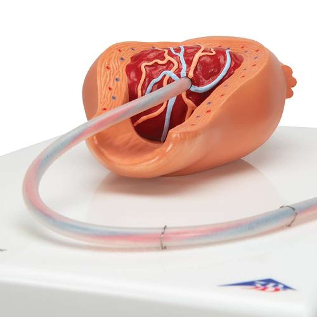 5-Stage Birth Process Anatomy Model