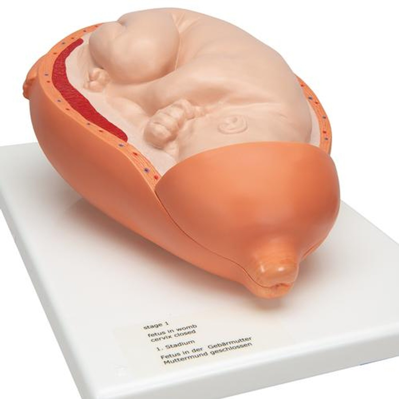 5-Stage Birth Process Anatomy Model