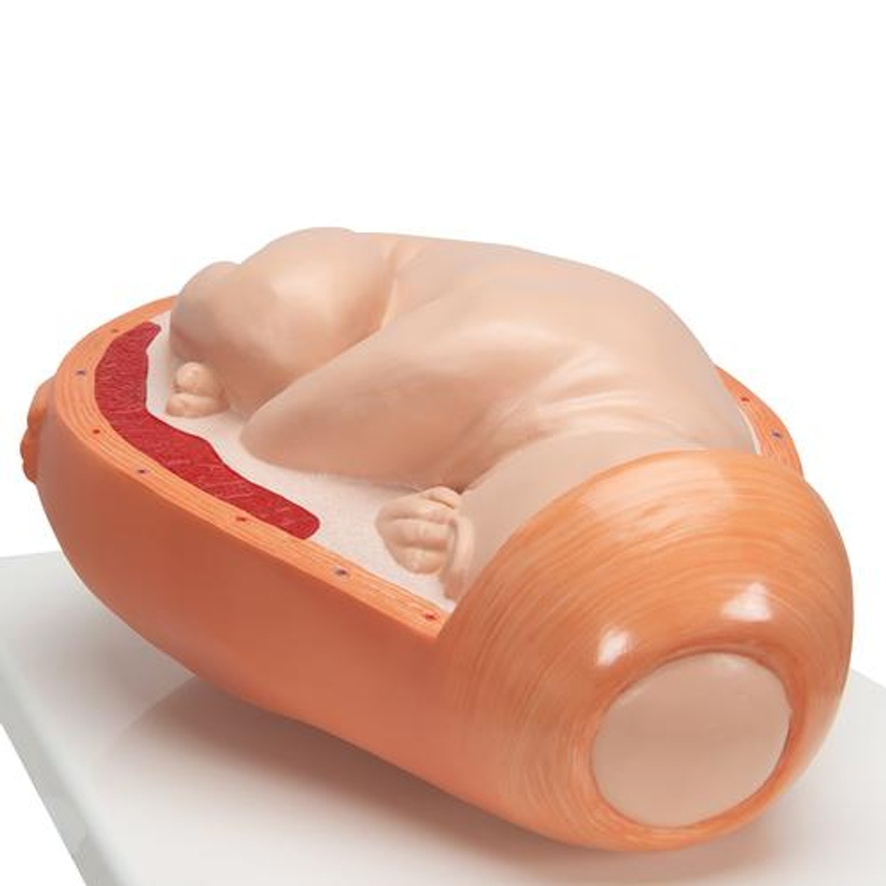5-Stage Birth Process Anatomy Model