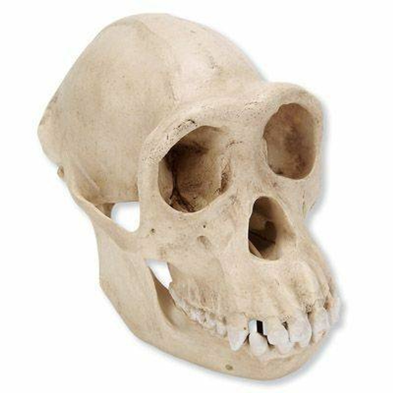 Life-Size Female Chimpanzee Skull Anatomy Model