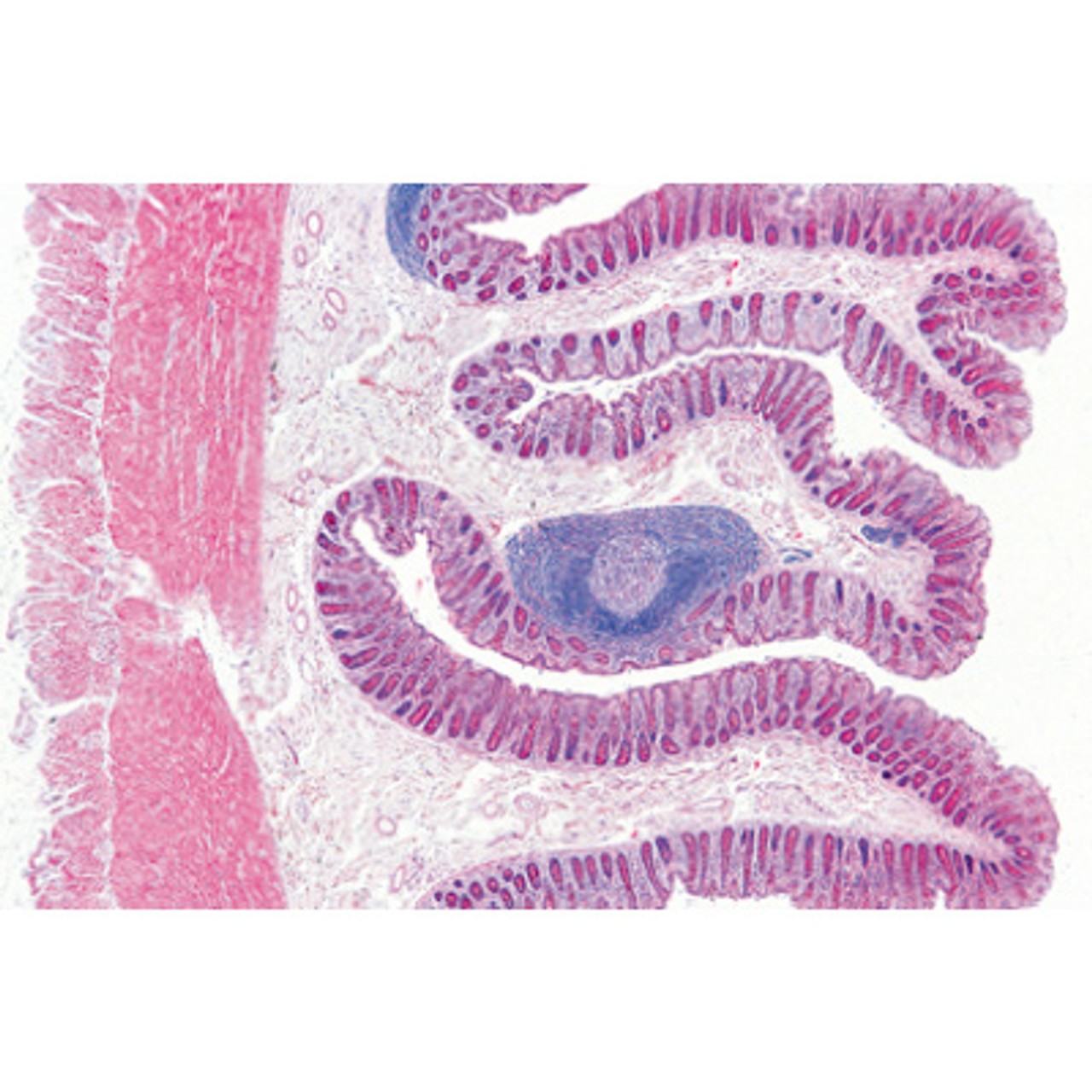 Human Digestive System - English Microscope Slides