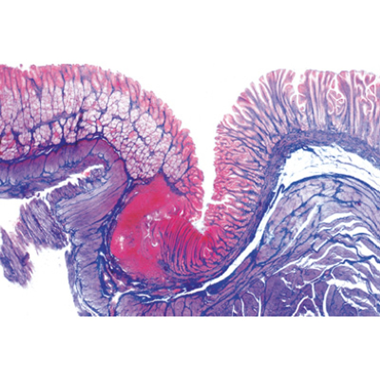 Human Digestive System - English Microscope Slides