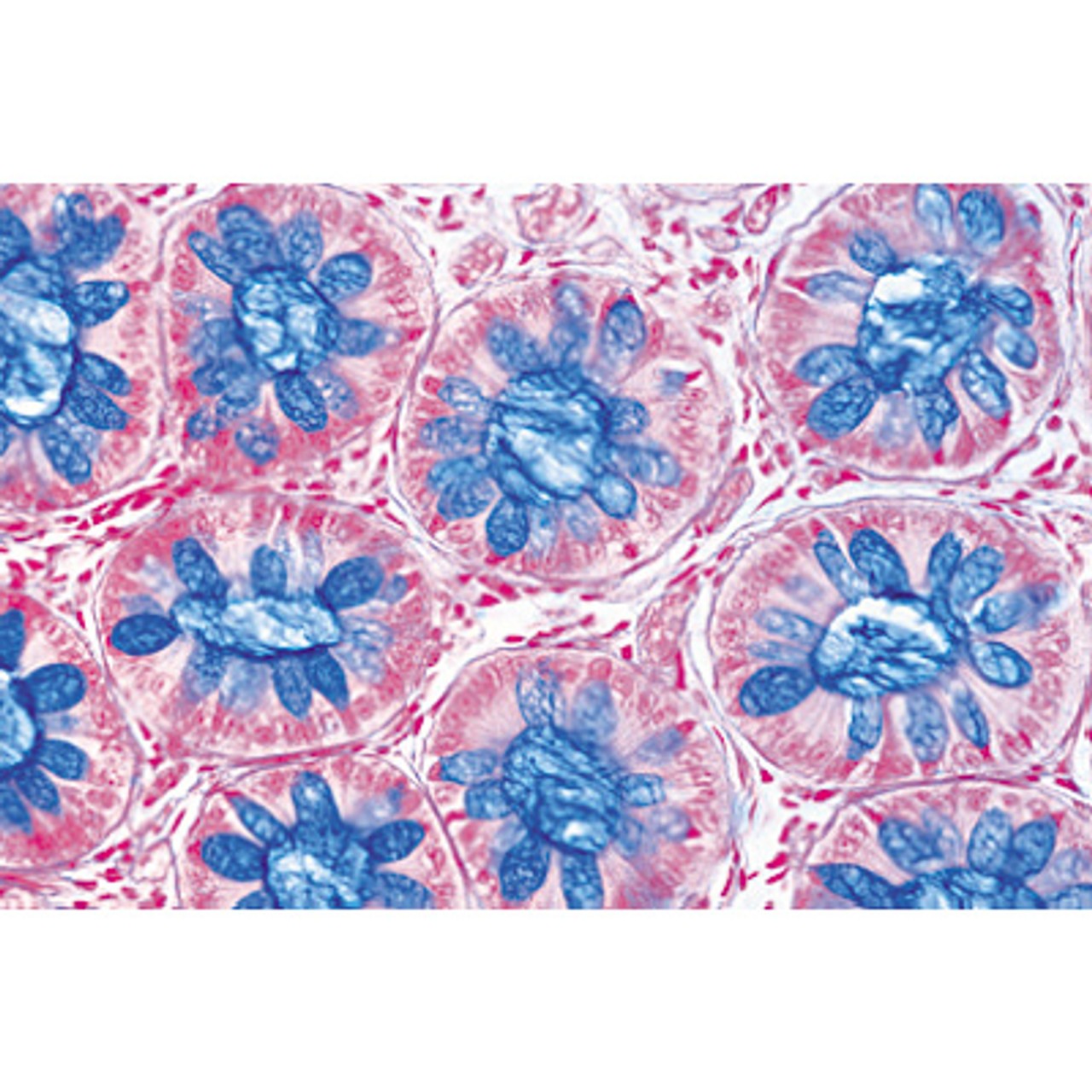 Human Digestive System - English Microscope Slides