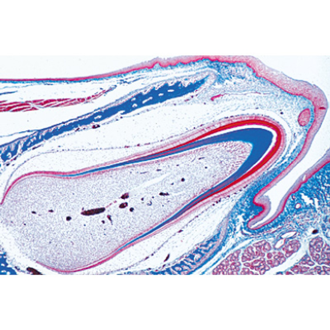Human Digestive System - English Microscope Slides