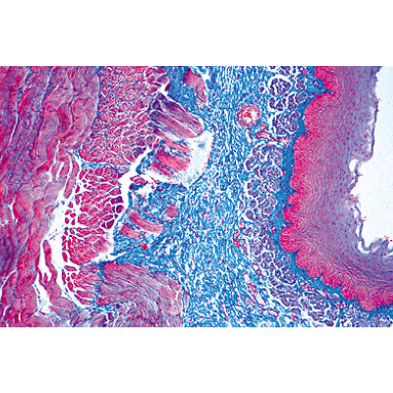 Human Digestive System - English Microscope Slides