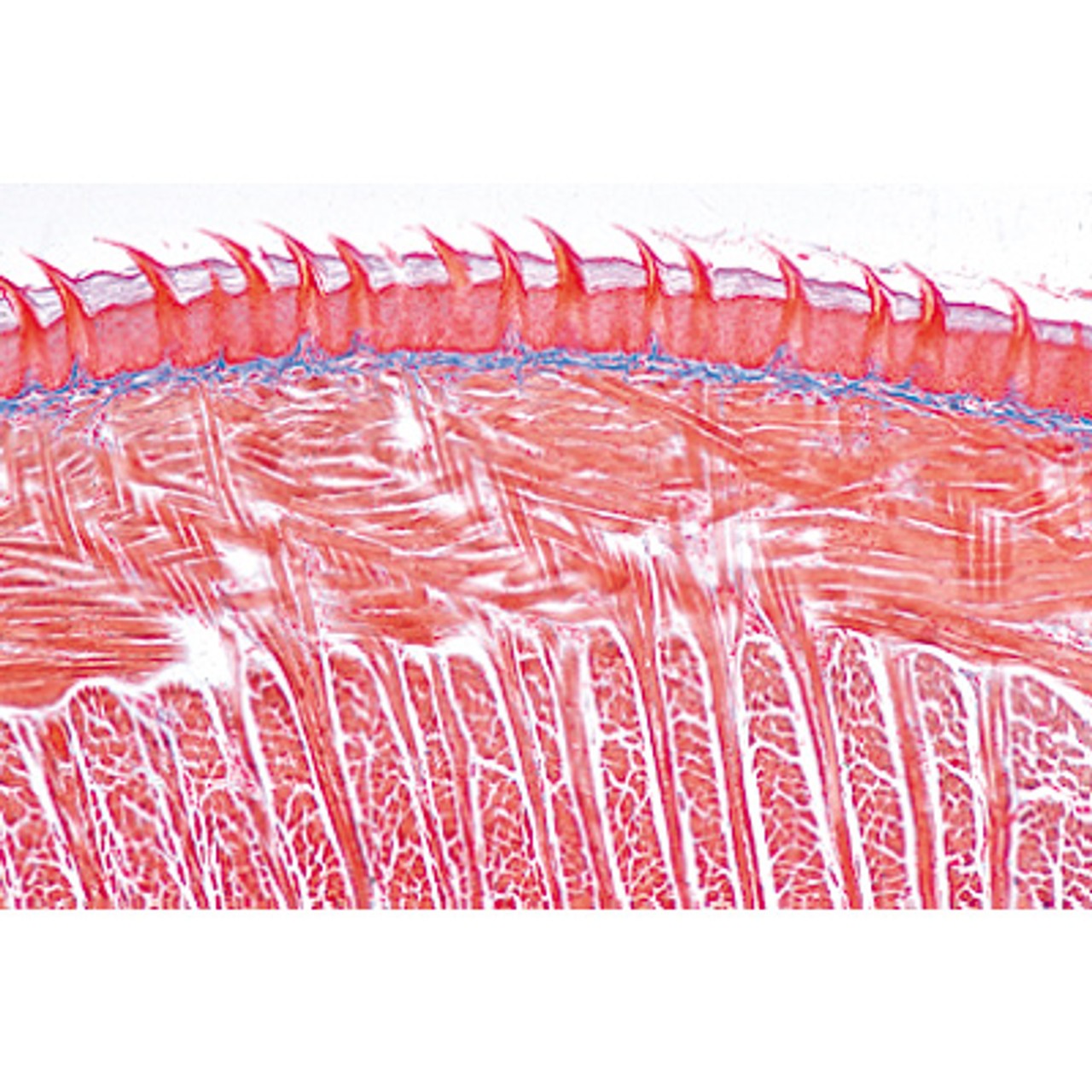 Human Digestive System - English Microscope Slides