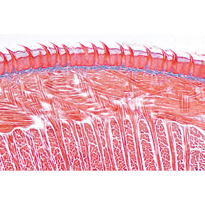 Human Digestive System - English Microscope Slides