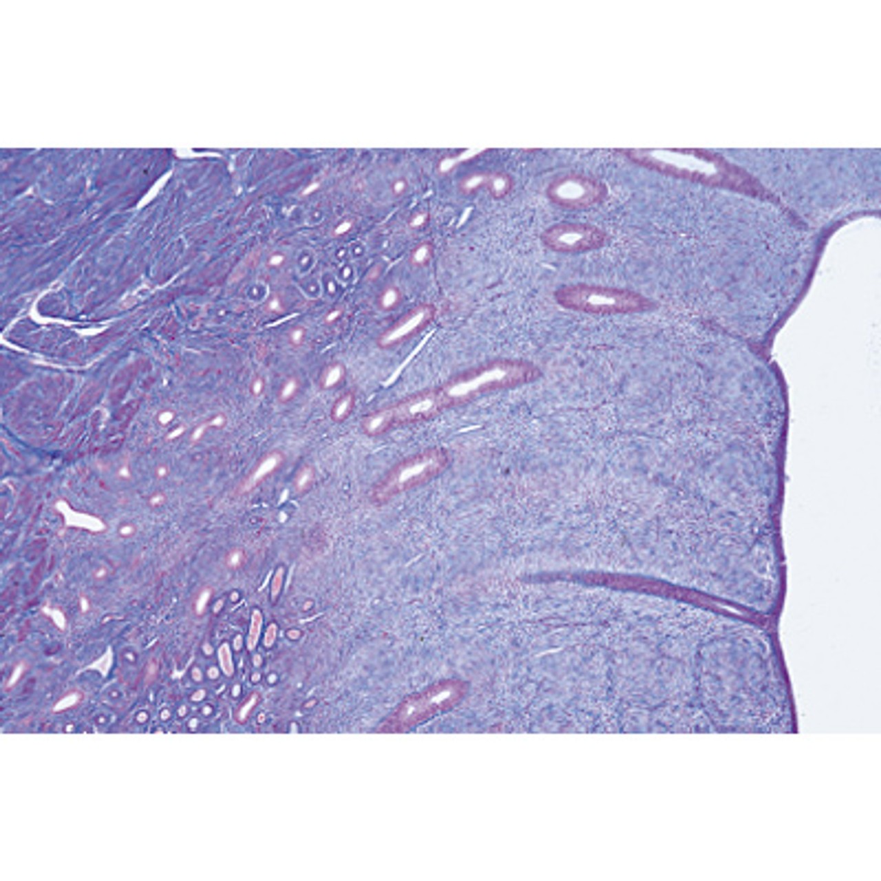 Genital System - English Microscope Slides