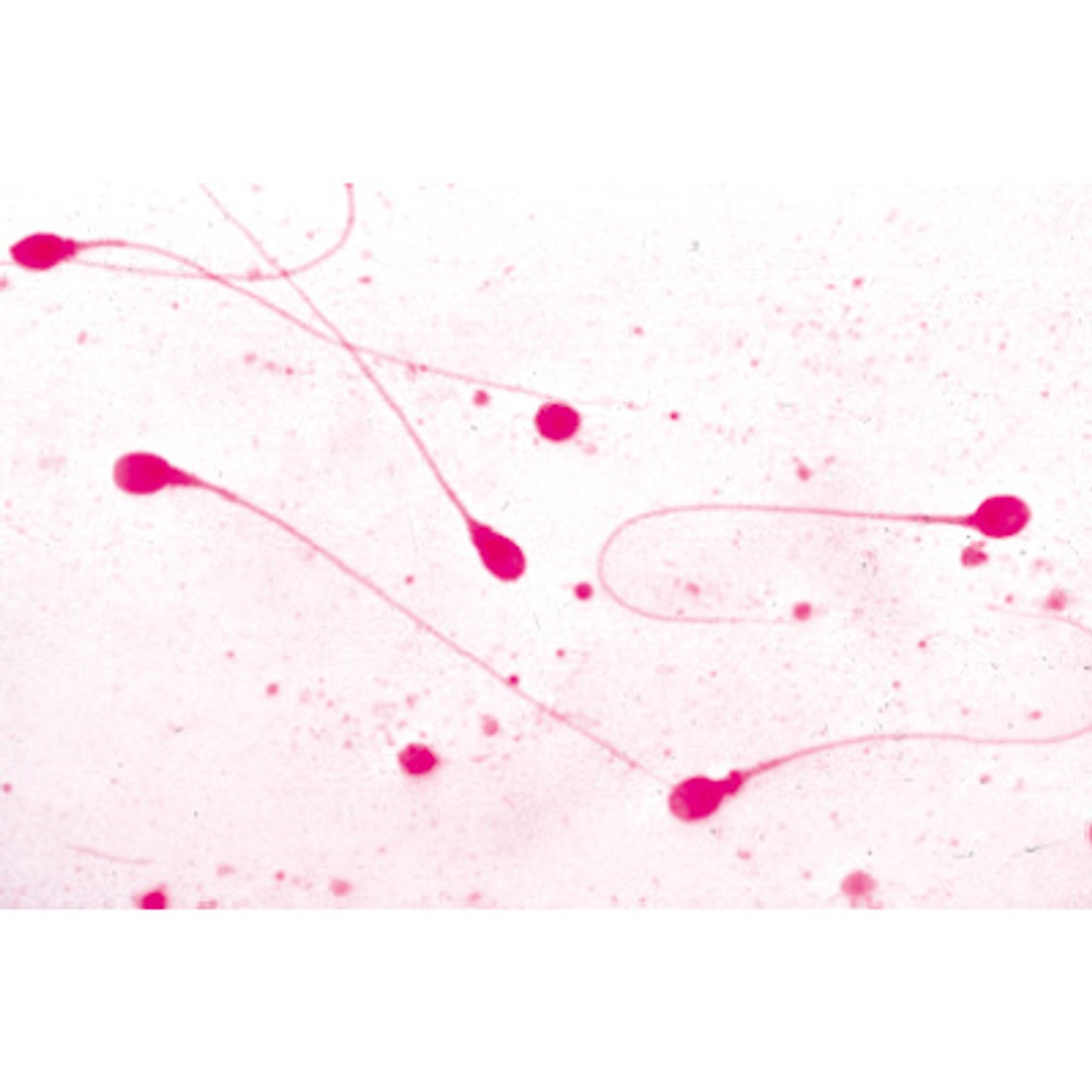 Genital System - English Microscope Slides