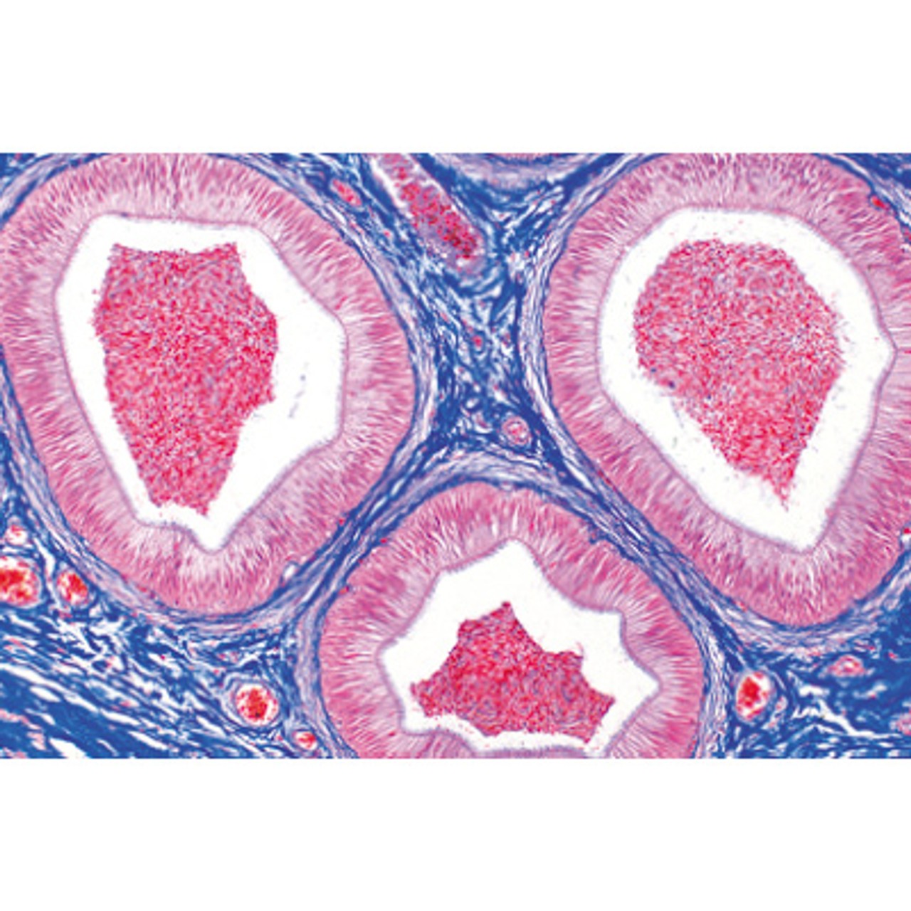 Genital System - English Microscope Slides