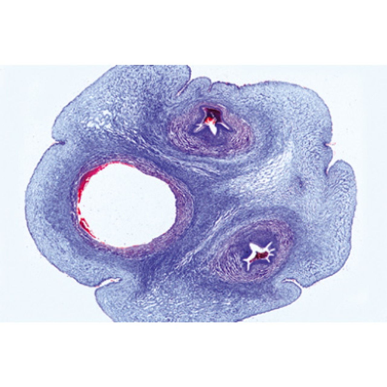 Genital System - English Microscope Slides