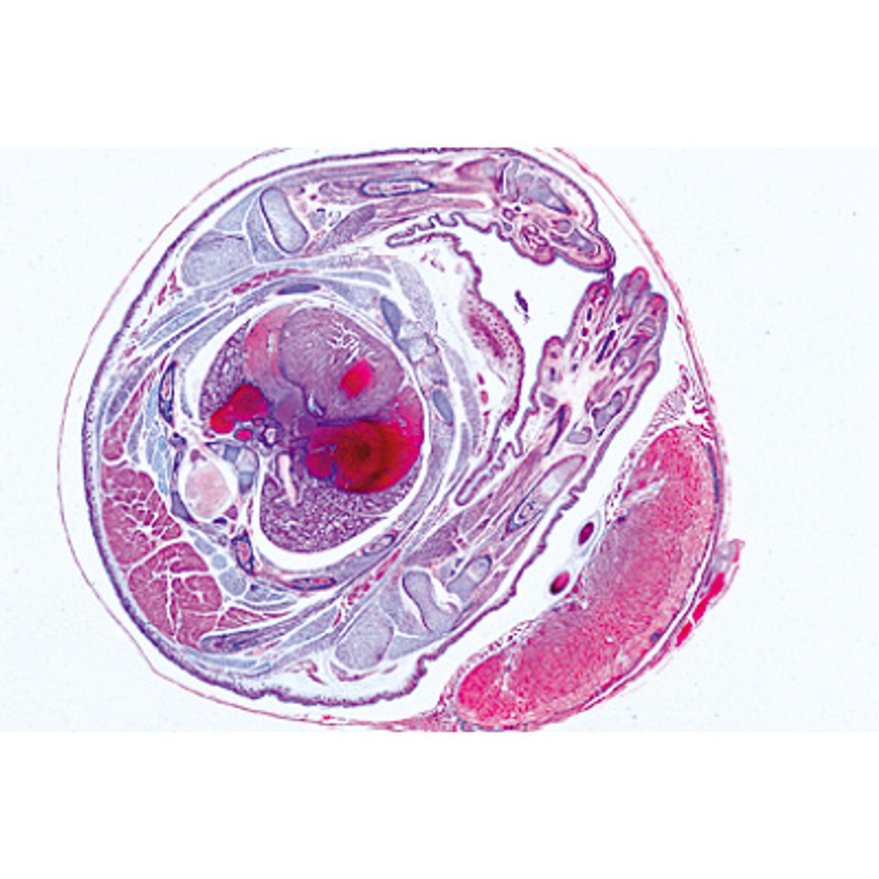 Genital System - English Microscope Slides