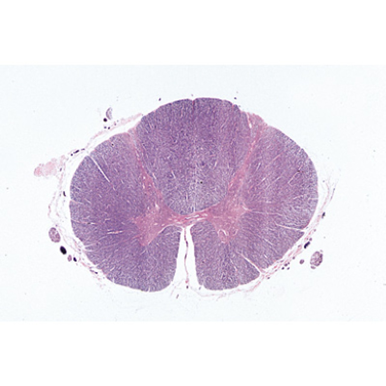 Human Nervous System - English Microscope Slides