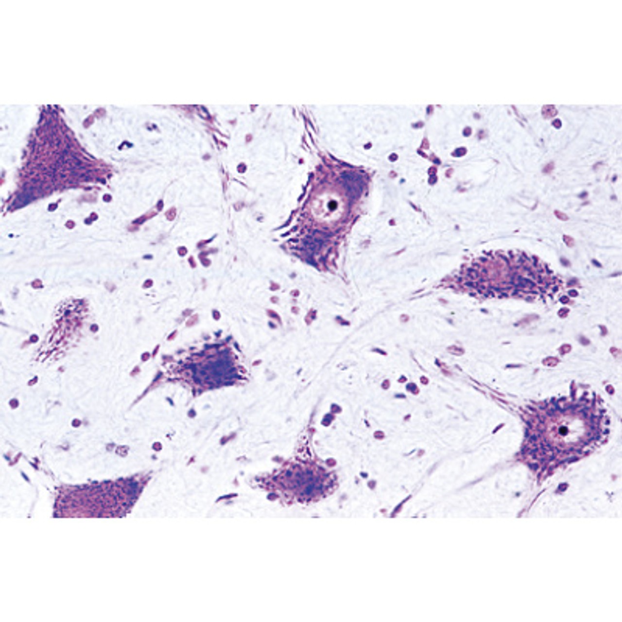 Human Nervous System - English Microscope Slides