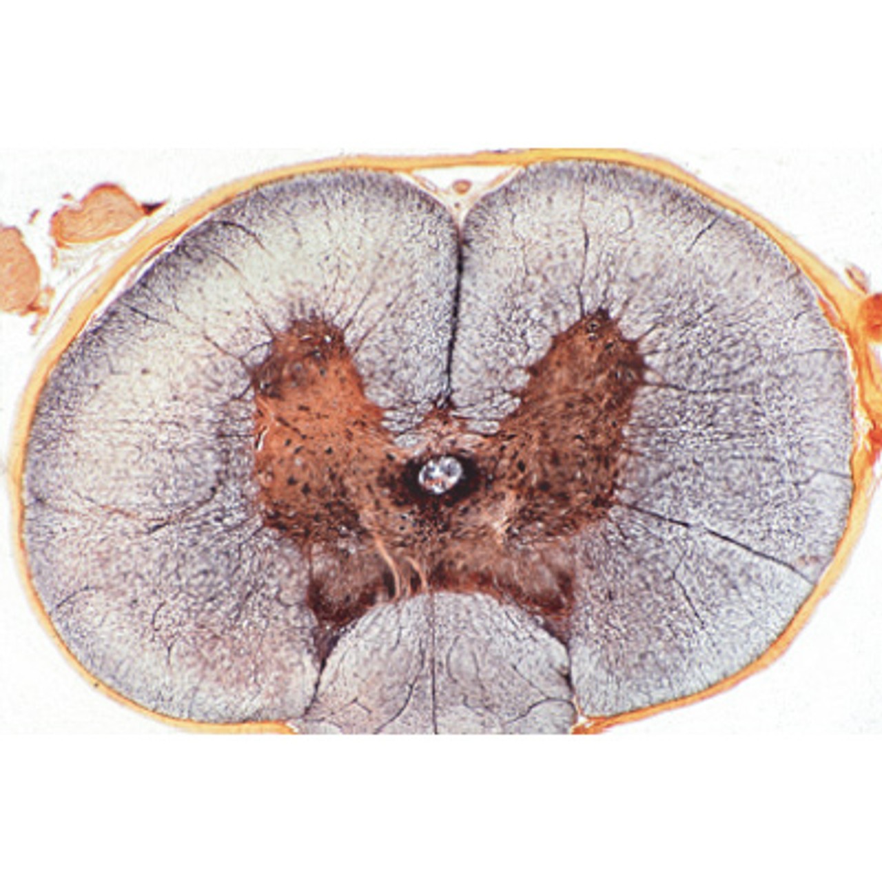 Human Nervous System - English Microscope Slides