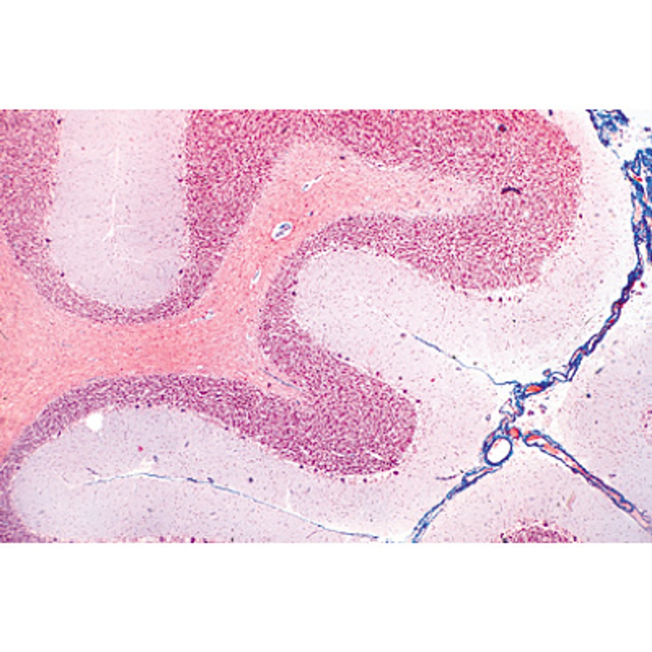Human Nervous System - English Microscope Slides