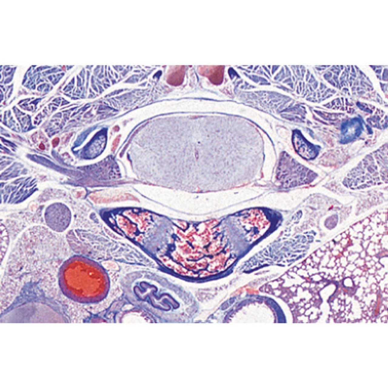 Human Nervous System - English Microscope Slides
