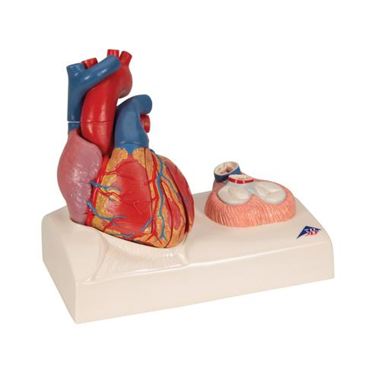 Human Heart Anatomy Model 5 Parts