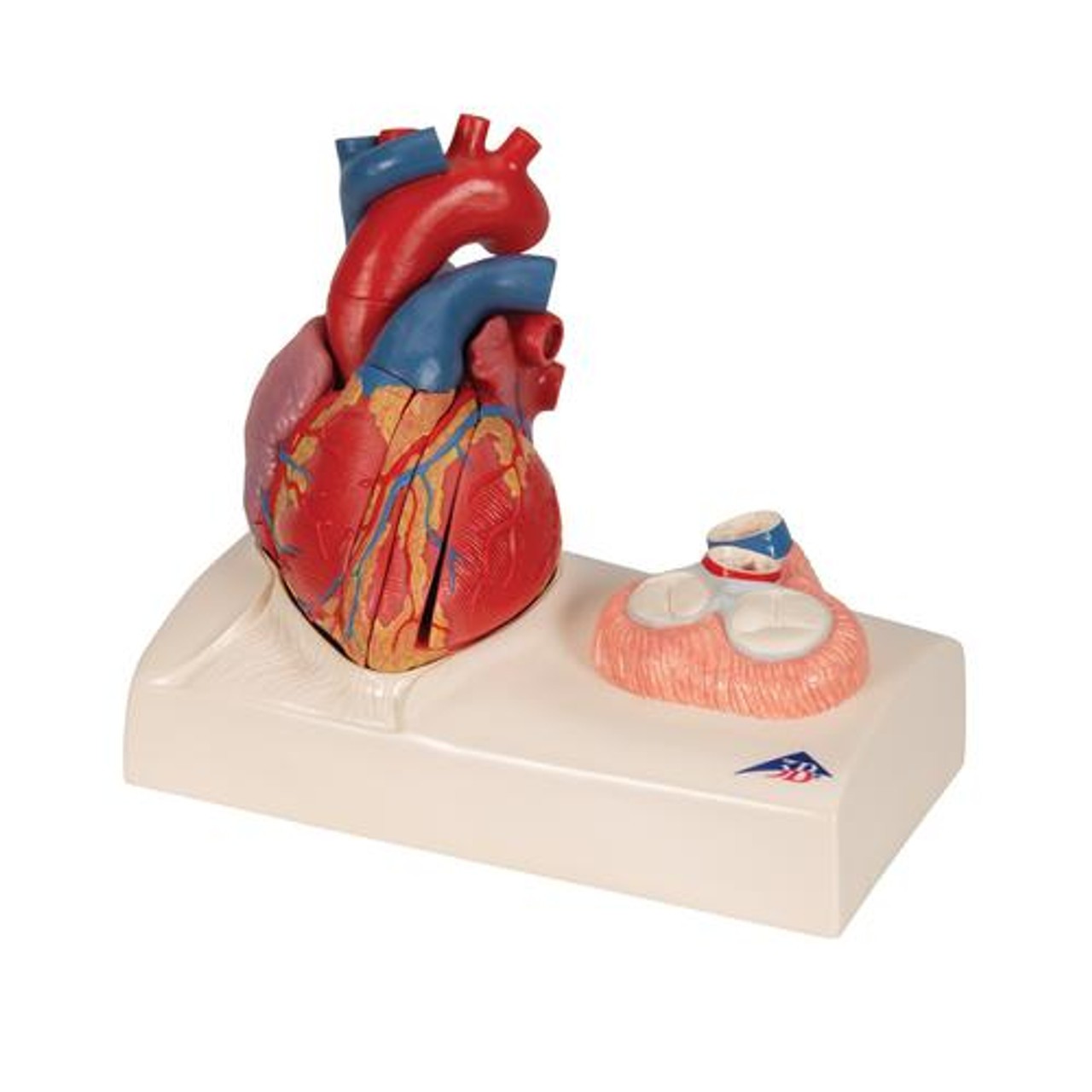 Human Heart Anatomy Model 5 Parts