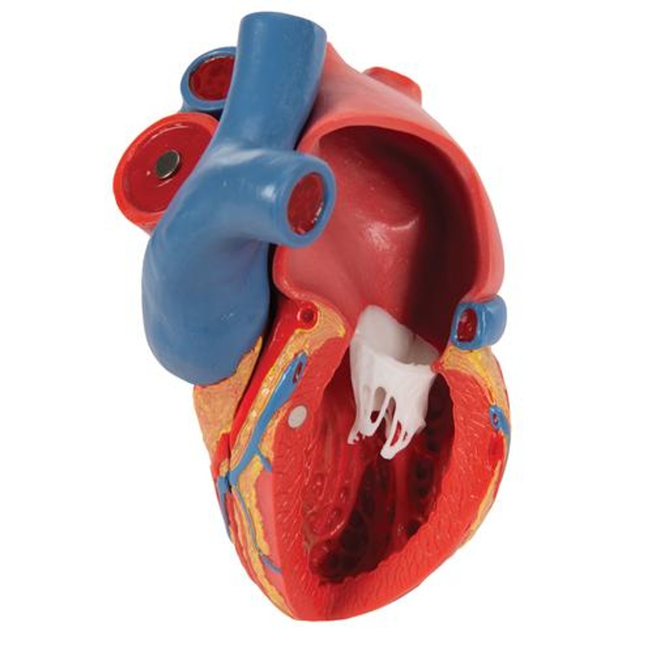 Human Heart Anatomy Model 5 Parts