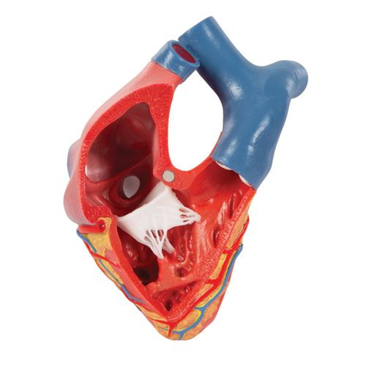 Human Heart Anatomy Model 5 Parts