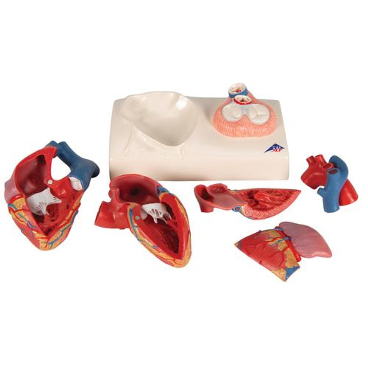 Human Heart Anatomy Model 5 Parts