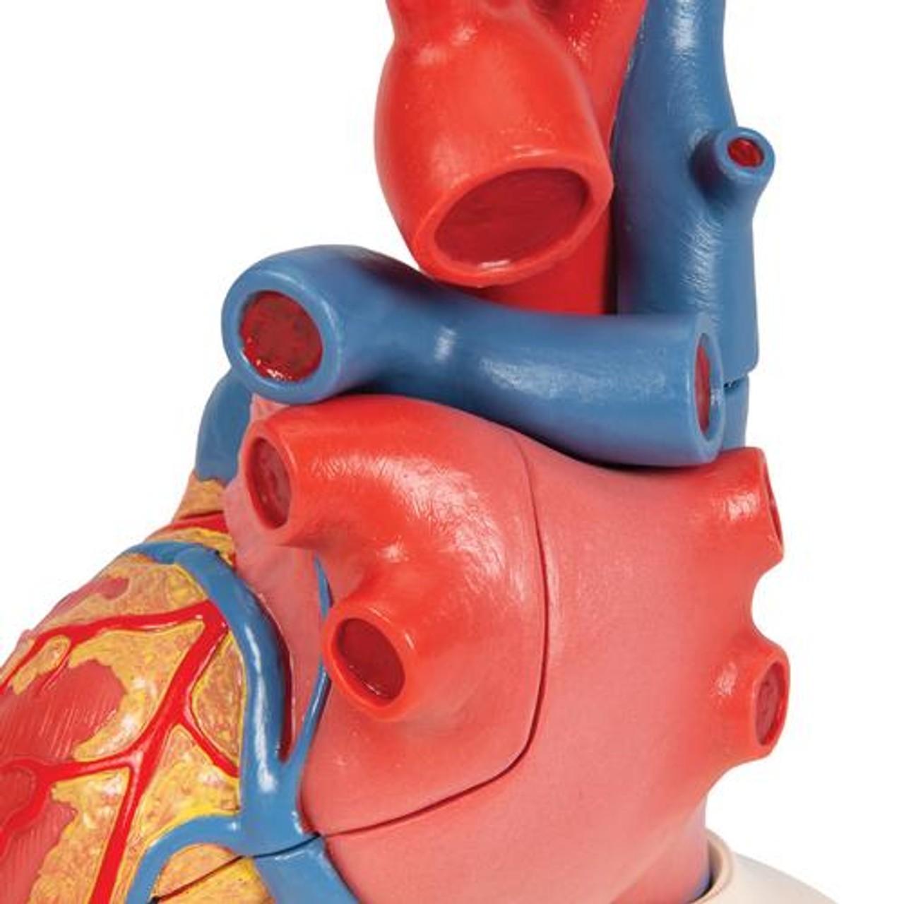 Human Heart Anatomy Model 5 Parts