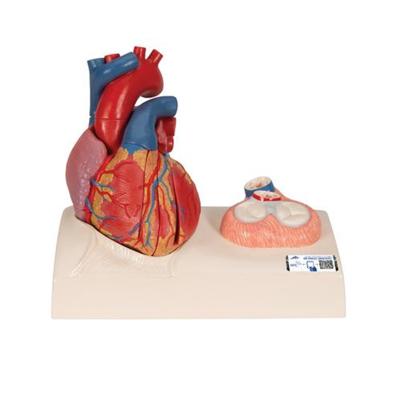 Human Heart Anatomy Model 5 Parts