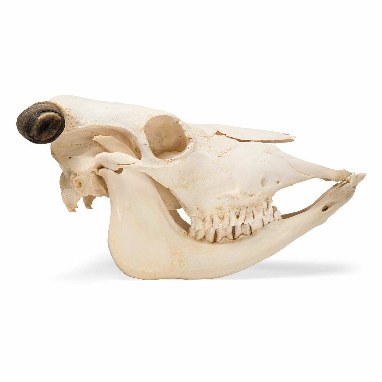 Cow Skull Anatomy Model