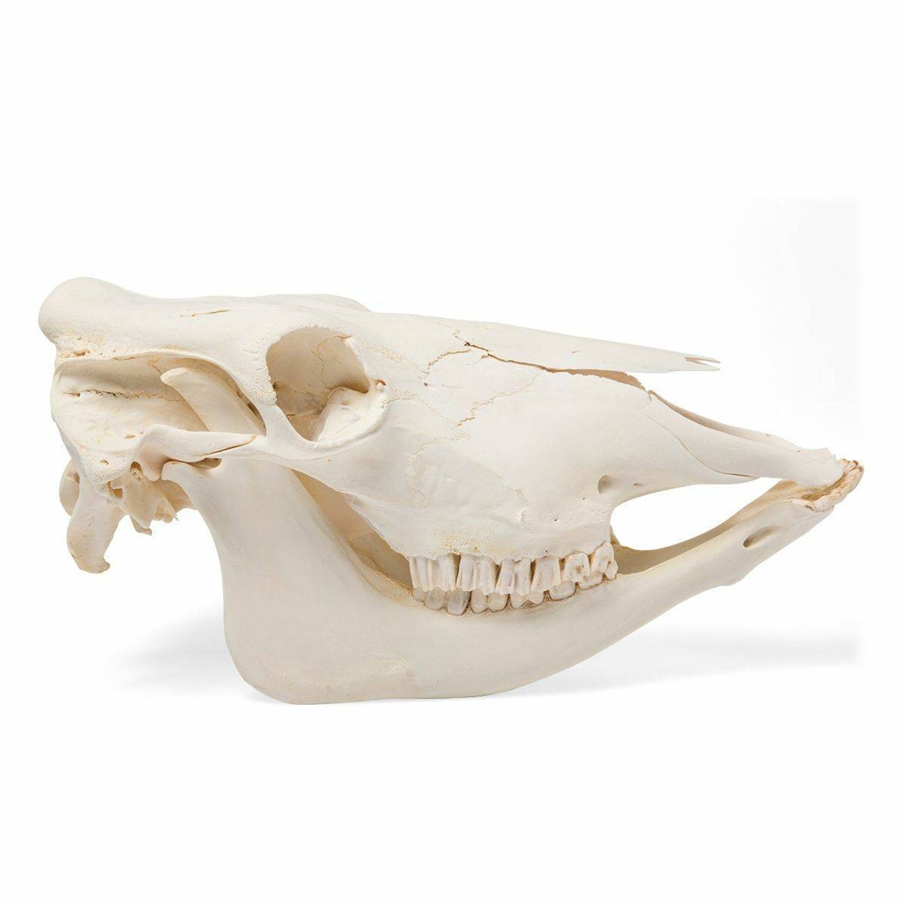 Cow Skull Anatomy Model