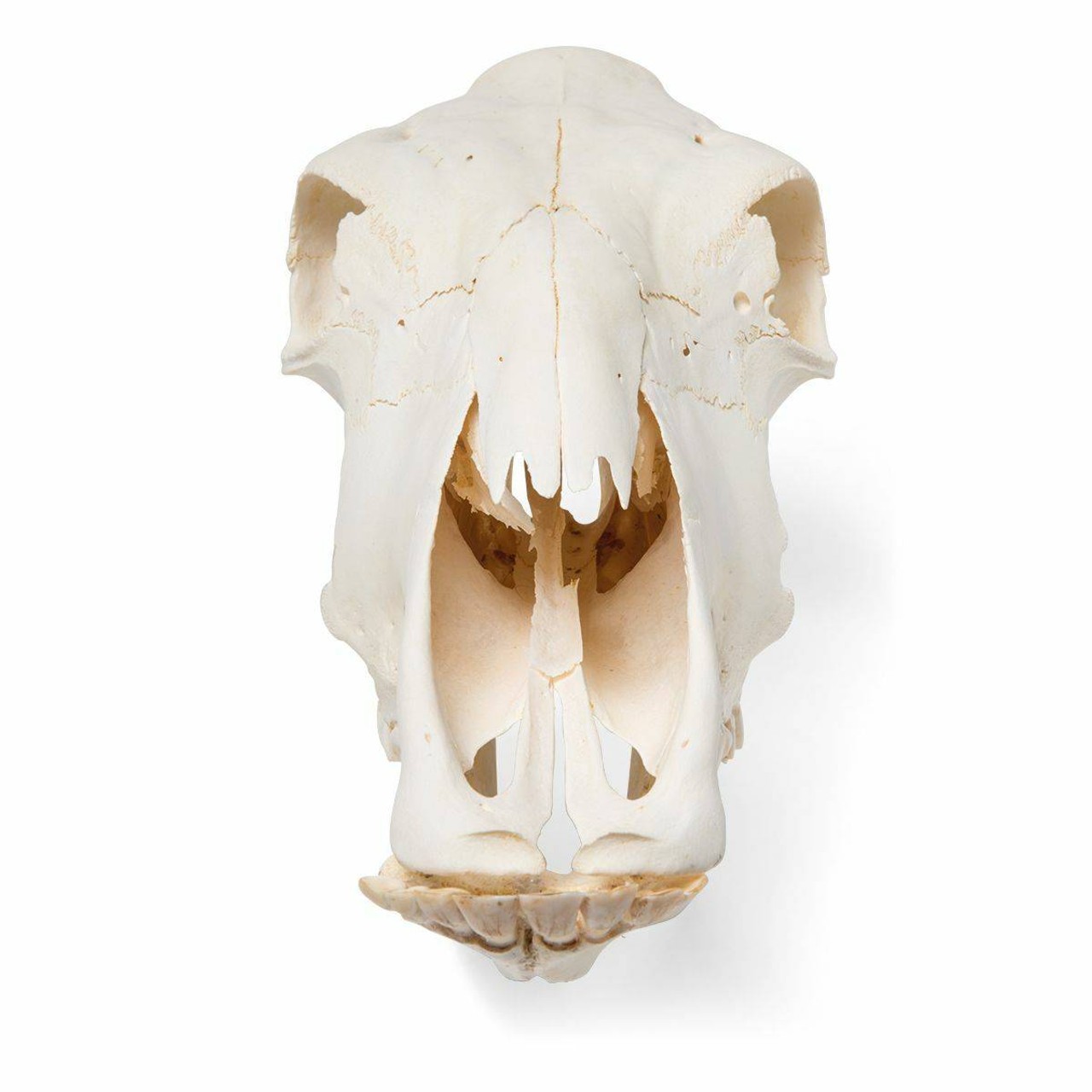 Cow Skull Anatomy Model