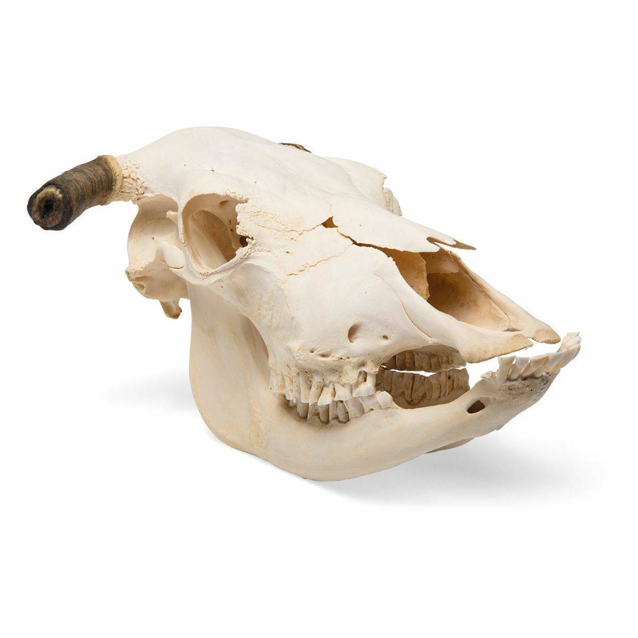 Cow Skull Anatomy Model
