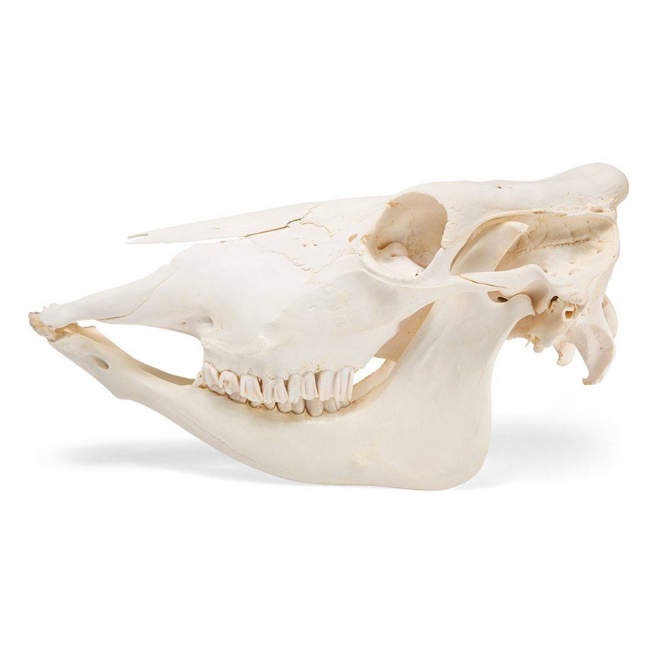 Cow Skull Anatomy Model