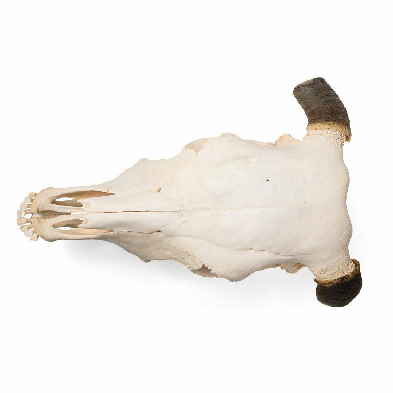 Cow Skull Anatomy Model