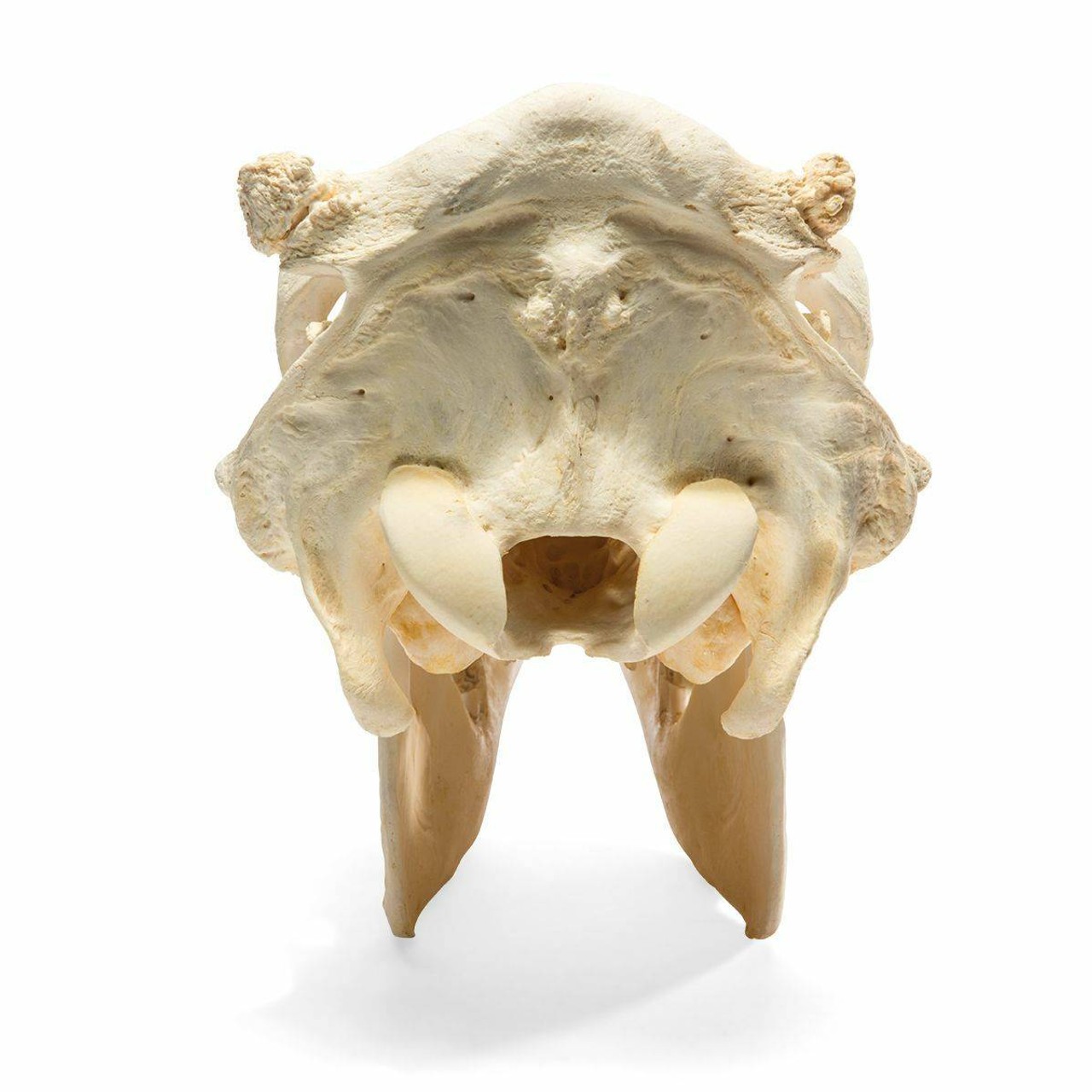 Cow Skull Anatomy Model
