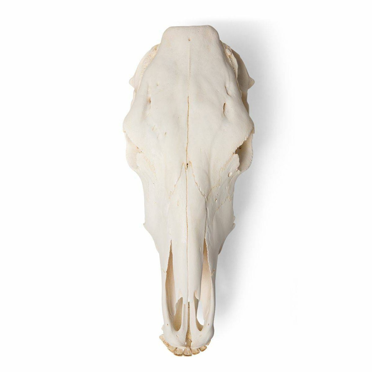 Cow Skull Anatomy Model