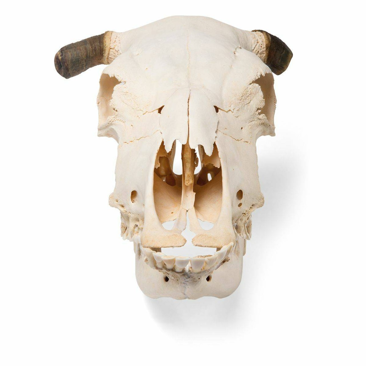 Cow Skull Anatomy Model