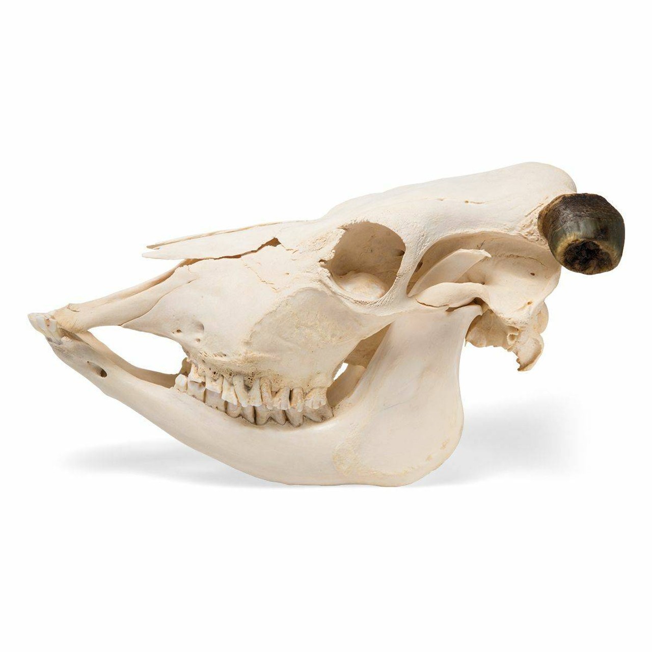 Cow Skull Anatomy Model