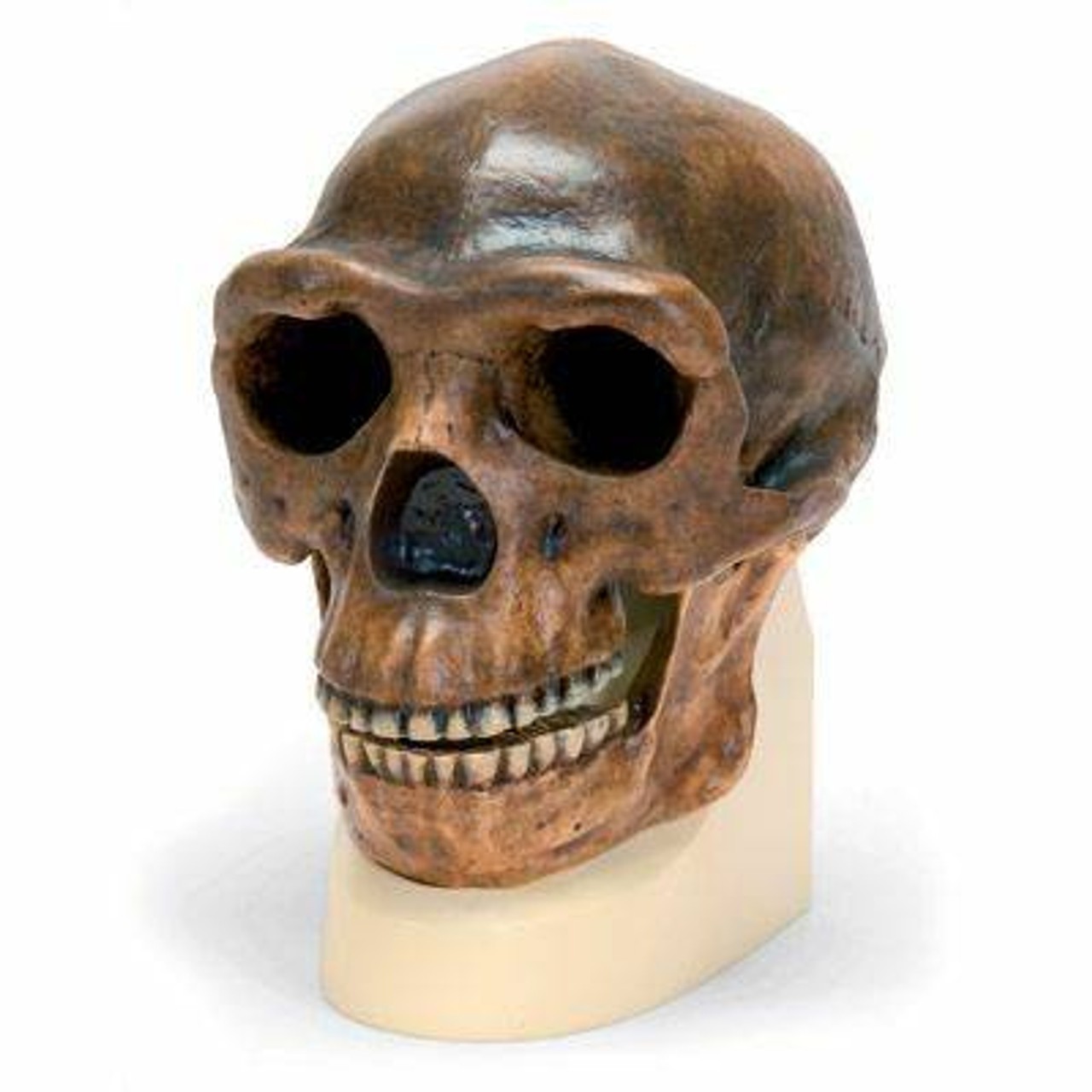 Anthropological Skull Model - Sinathropus
