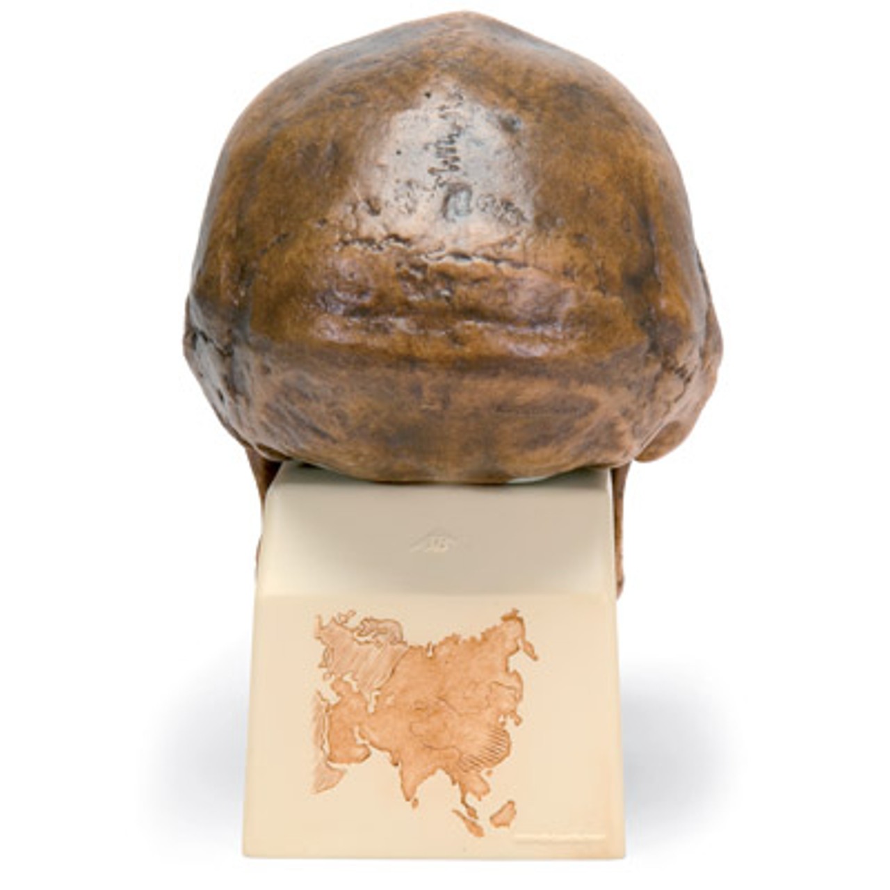 Anthropological Skull Model - Sinathropus