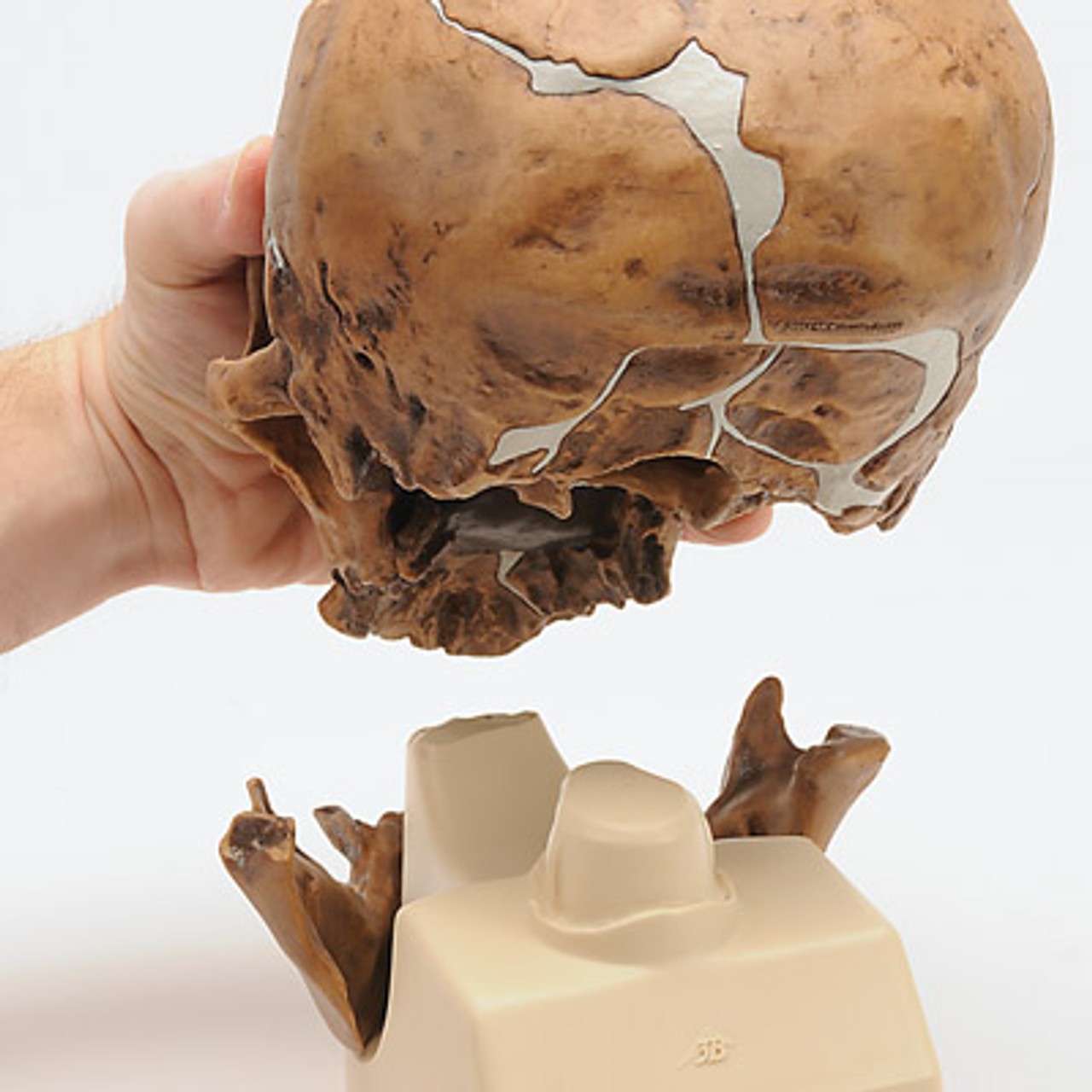 Anthropological Skull Model - La Chapelle-Aux-Saints