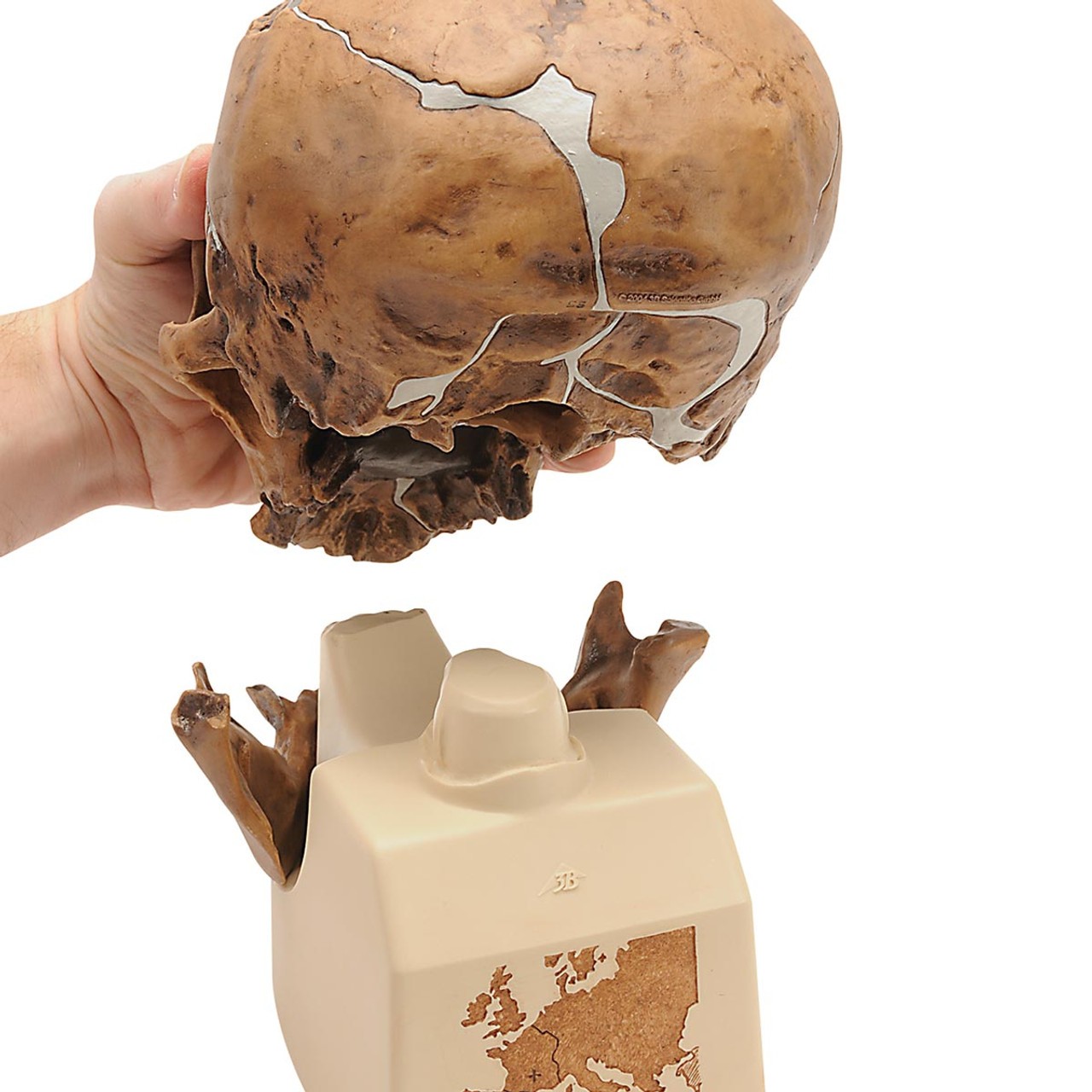Anthropological Skull Model - La Chapelle-Aux-Saints
