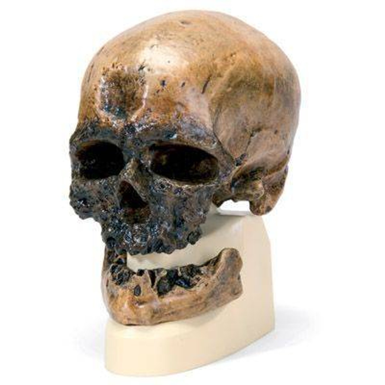 Anthropological Skull Model - Cro Magnon