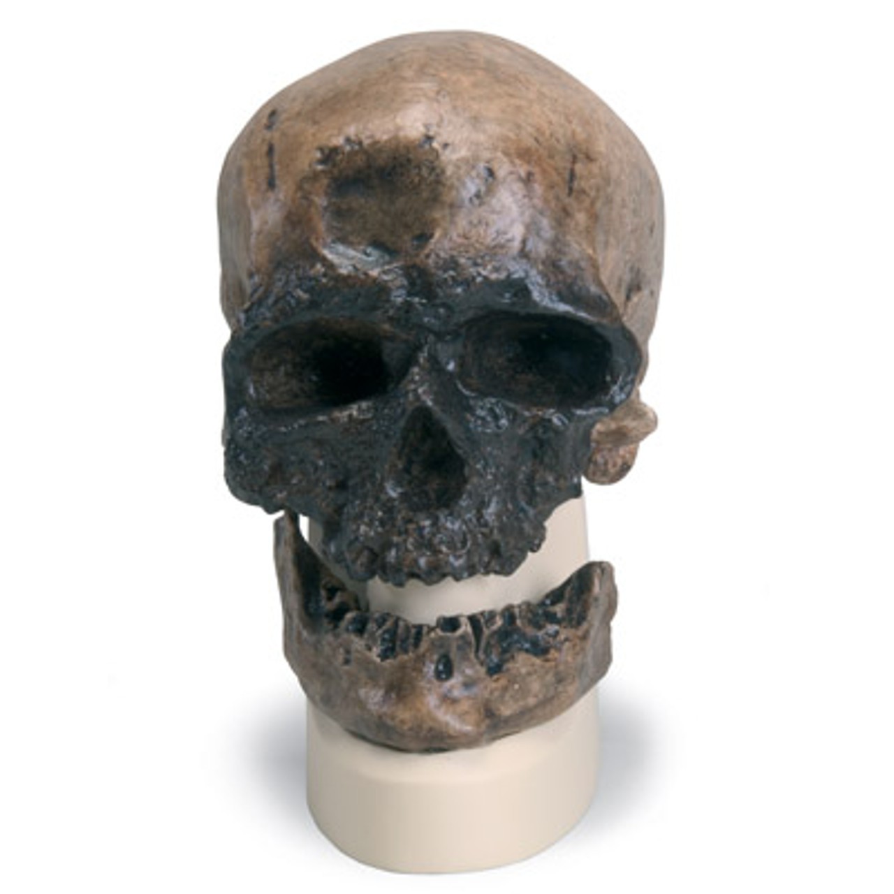 Anthropological Skull Model - Cro Magnon