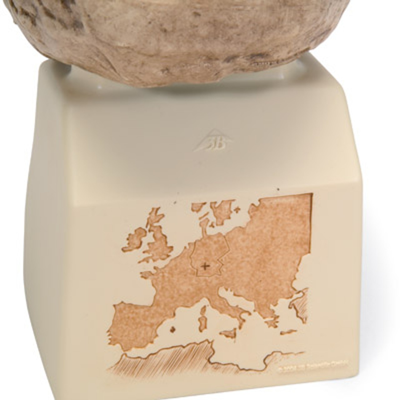 Anthropological Skull Model - Steinheim