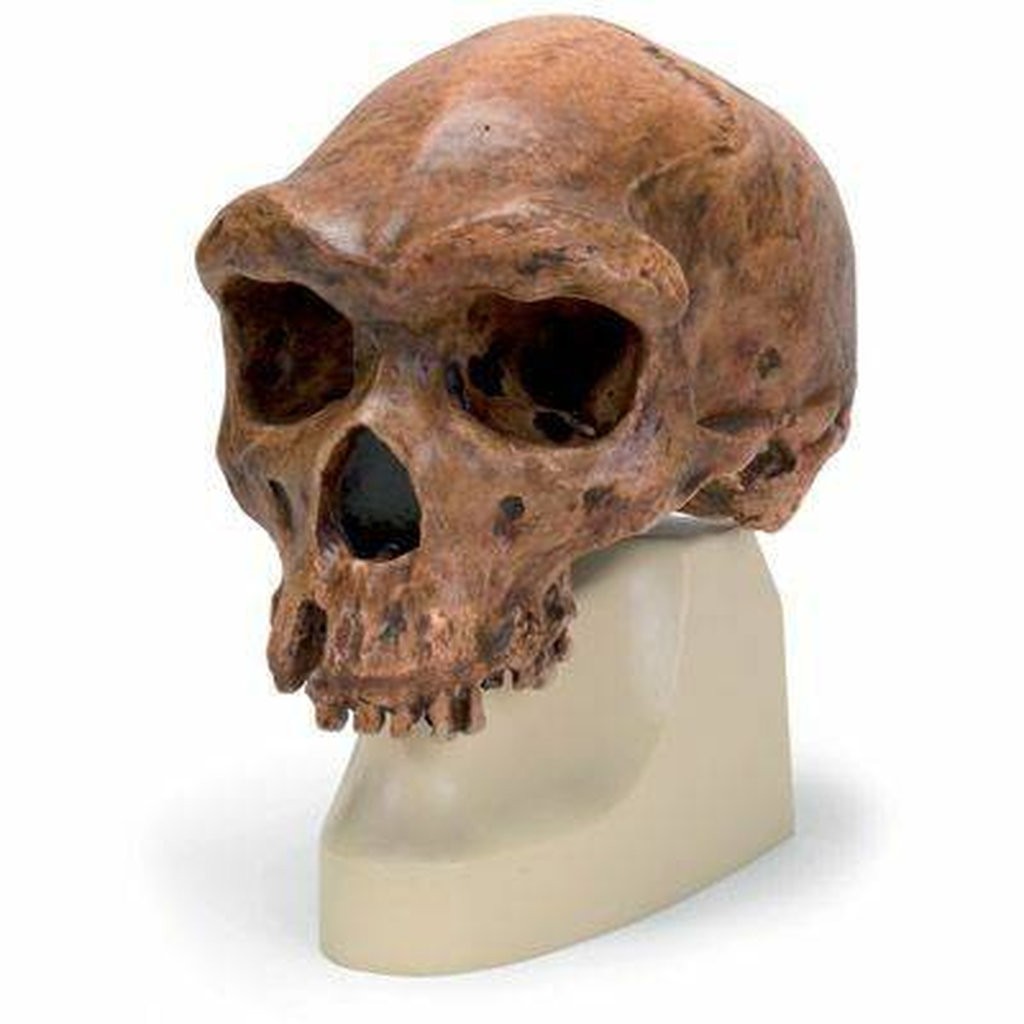 Anthropological Skull Model - Broken Hill Or Kabwe