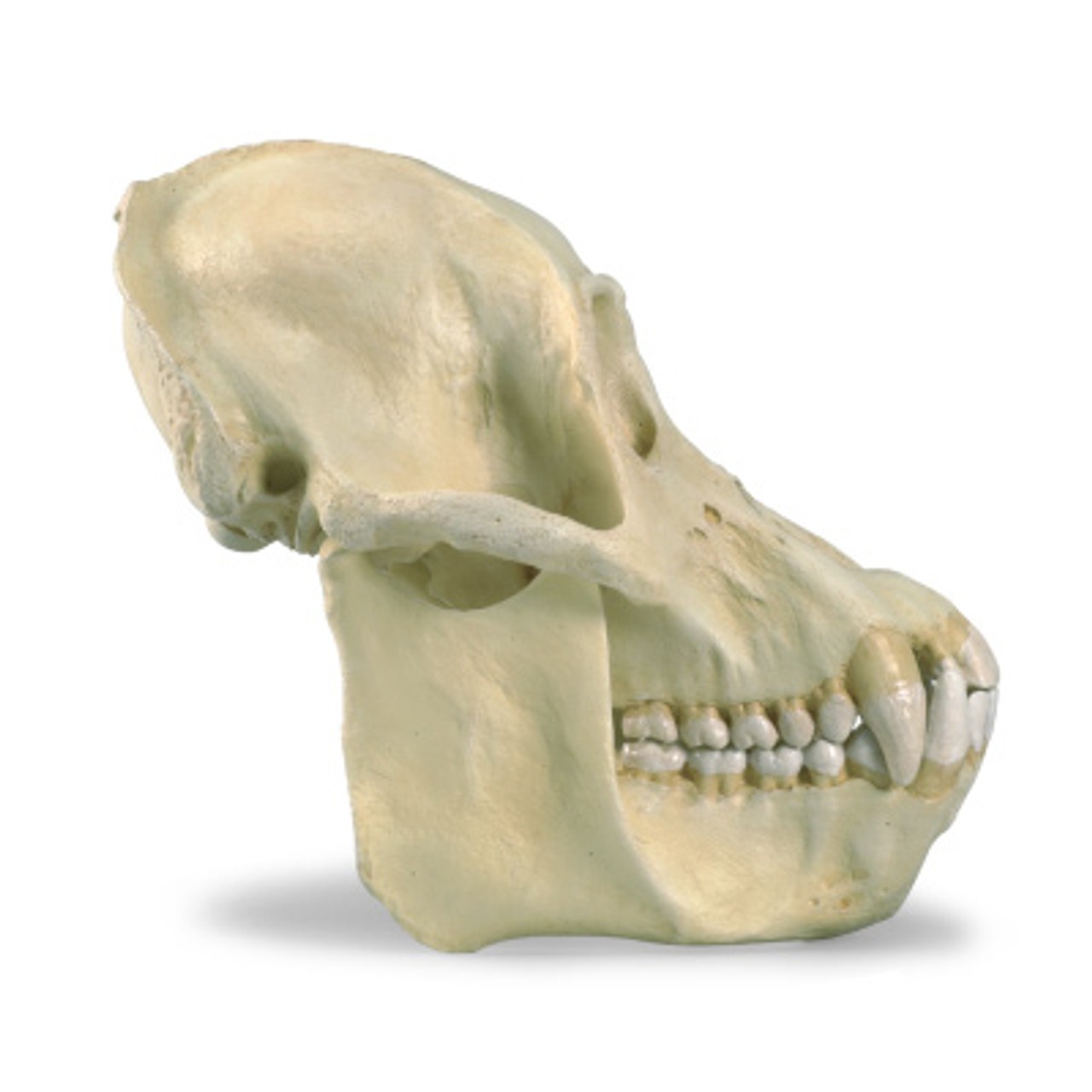 Anthropological Skull Model - Male Orang-Outang 2 Parts