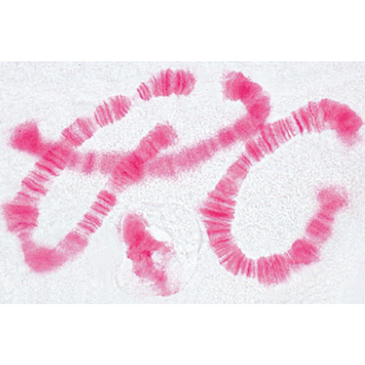 Animal Cell Anatomy - English Microscope Slides