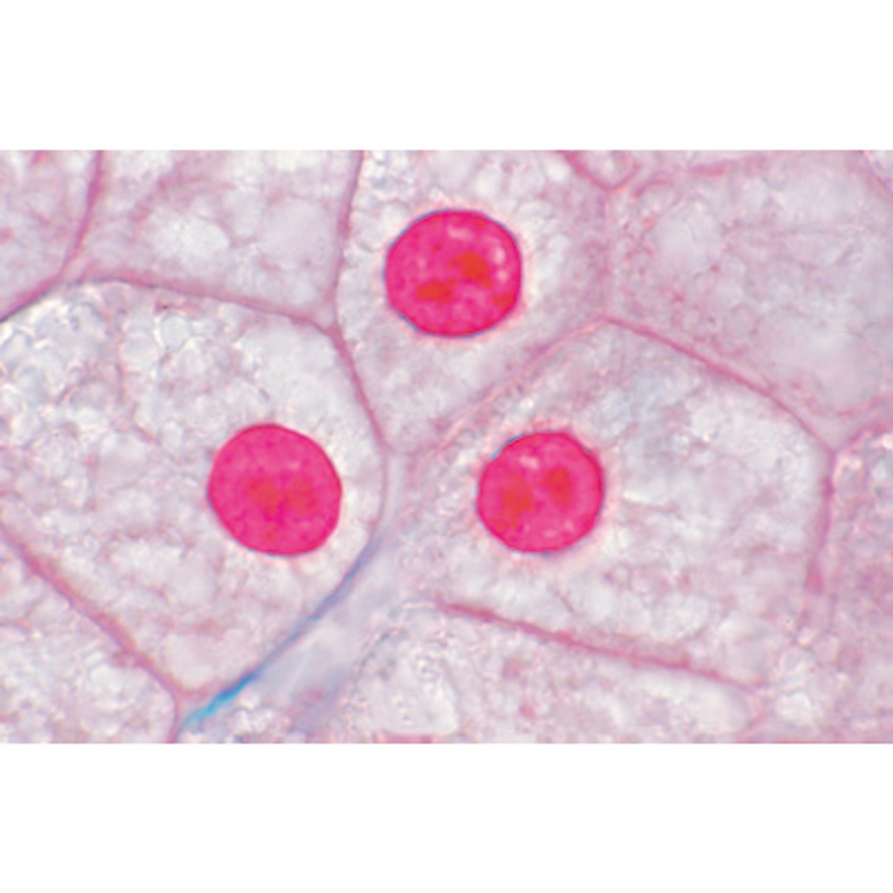 Animal Cell Anatomy - English Microscope Slides