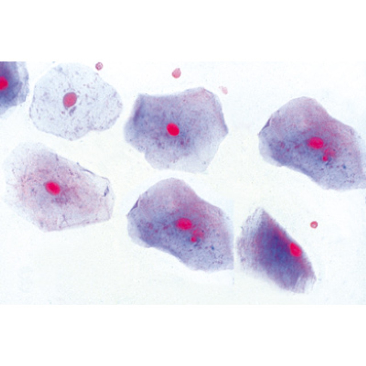 Animal Cell Anatomy - English Microscope Slides